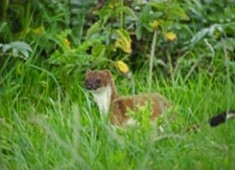 A stoat by Tern Pool